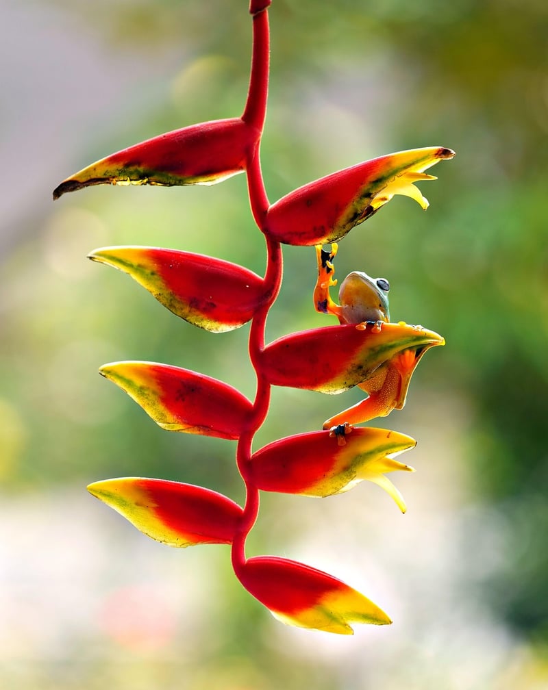 Nature Photography
